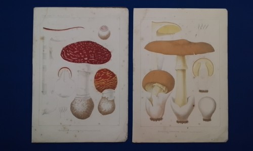 1800 amanita cesarea - amanita,
