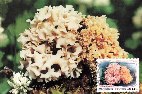 159242 funghi corea - funghi,