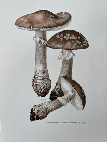 Stampa vintage fungo - , amanita