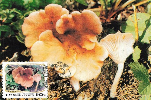 159241 funghi corea maxi - corea,