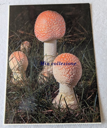 Amanita malefica north - malefica,