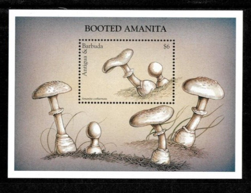 Antigua 1997 booted - antigua, amanita
