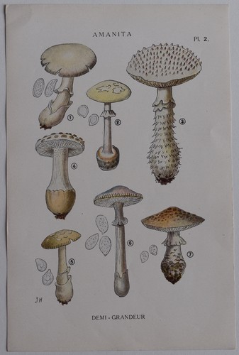 Mycologie amanita gravure - mycologie,