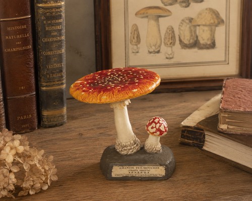 Vintage deyrolle amanita - vintage,