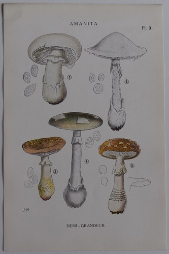 Mycologie amanita gravure - mycologie,