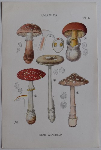 Mycologie amanita gravure - amanita,