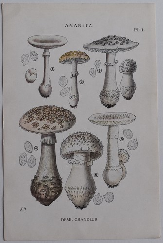 Mycologie amanita gravure - mycologie,