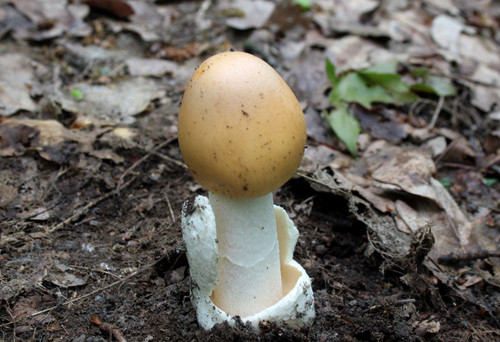 Amanita crocea saffron - amanita,