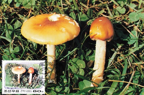 159243 funghi corea - 159243),