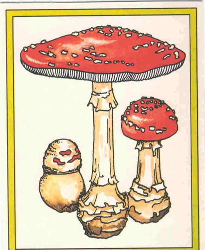 Amanita malefica funghi - malefica,