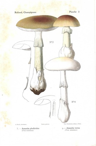 Stampa antica funghi - antica,
