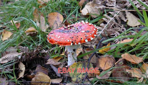 Photo amanita muscaria - ,