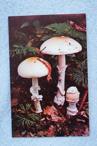 Fungo amanita cothurnata - amanita,
