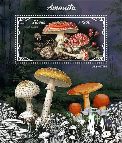 Amanita fly agaric - funghi, e