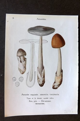 Stampa funghi maublanc 1946 - maublanc,