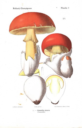 Stampa antica funghi amanita - antica,