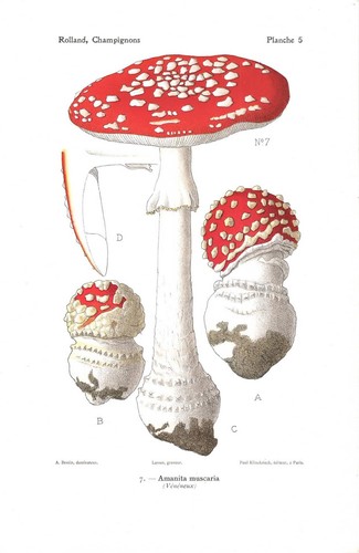 Stampa antica funghi - stampa, amanita