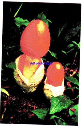 Amanita caesarea emily - ,