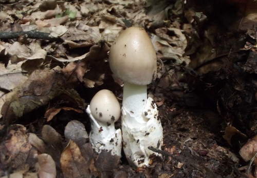 Amanita vaginata grisette - vaginata,