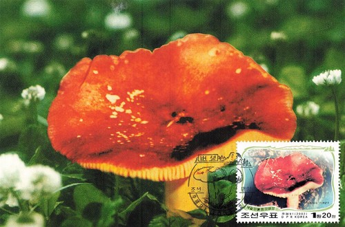159244 funghi corea maxi - funghi,
