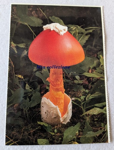 Amanita caesarea north - amanita,