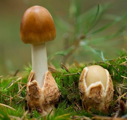 Amanita fulva tawny - fulva, grisette