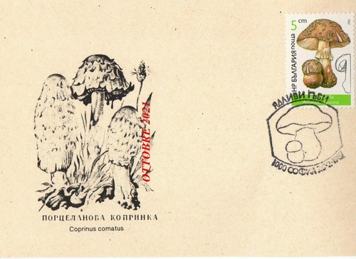 Amanita rubescens coprinus - amanita,