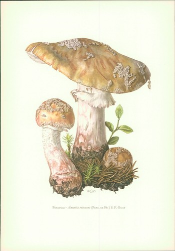 Funghi claus caspari - -, caspari: