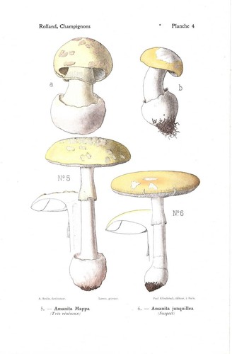 Stampa antica funghi amanita - funghi,