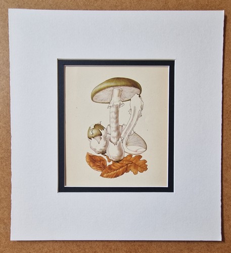 Ellenby amanita - ellenby,