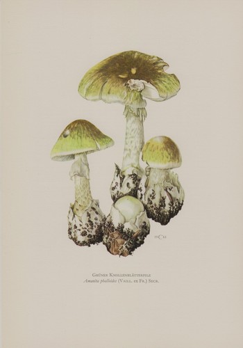 Fungo foglia tuberosa verde