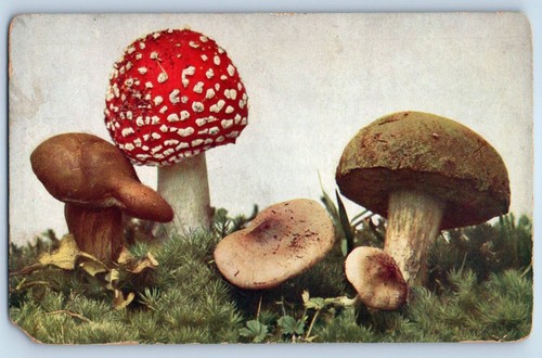 Cartolina antica non spedita - non,