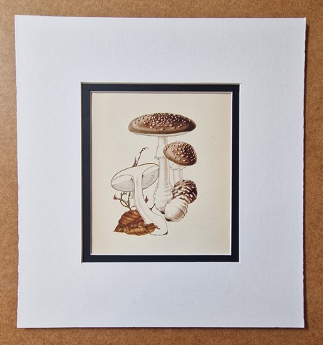 Ellenby amanita - ellenby,