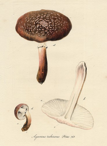 Stampa antica agaricus amanita - stampa, antica-agaricus-amanita