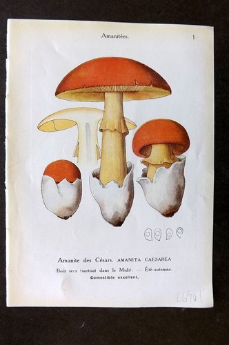Stampa funghi maublanc 1946 - funghi,