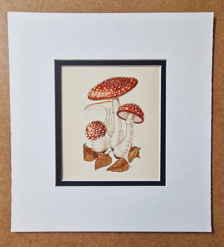 Ellenby amanita muscaria 1945 - amanita, muscaria,1945