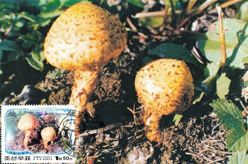 159245 funghi corea maxi - 159245),