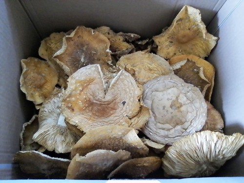 Funghi amanita per - funghi,