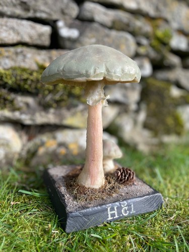 Cappello morte fungo - morte,